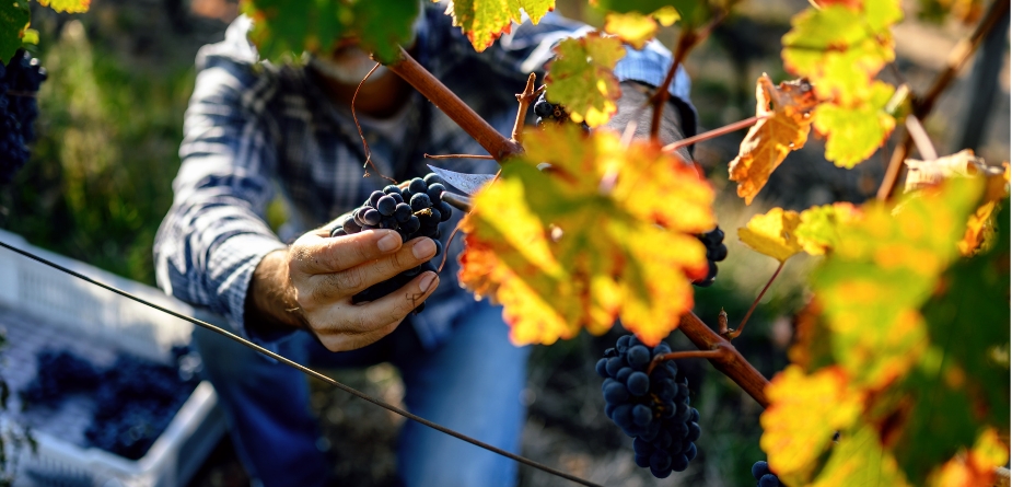 LDS et Dyna Wine® s'associent pour soutenir la filière vitivinicole. 