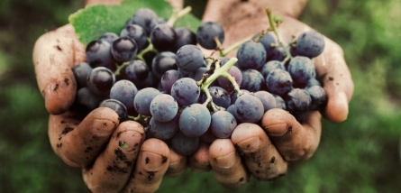Anticiper pour mieux vinifier