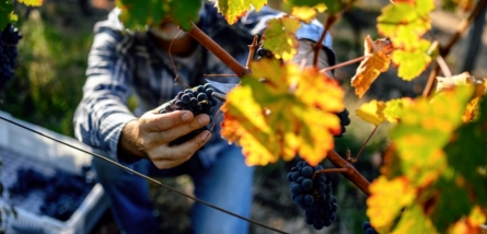Les Laboratoires Dujardin-Salleron et Dyna Wine® s'associent pour soutenir la filière vitivinicole. 