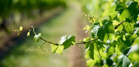 CREAWINE Technologies nominée aux Sitevi Innovation Awards 2025